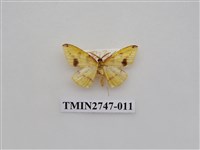 藏品(尺蛾309)的圖片